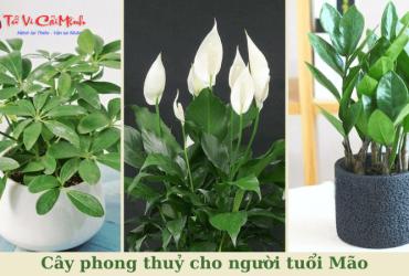 Khám Phá Bí Mật Cây Phong Thuỷ Đem Lại Tài Lộc Cho Người Tuổi Mão