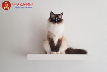 Vật Phẩm Phong Thuỷ Cho Người Tuổi Mão: Hướng Dẫn Chọn Mệnh Và Bài Trí Đúng Cách