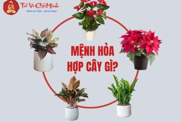 Khám Phá Cây Cảnh Phong Thủy Hợp Với Người Mệnh Hỏa