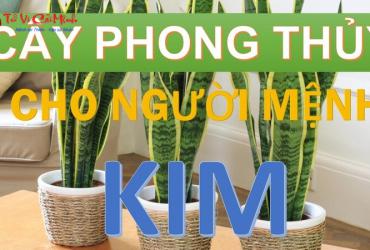 Bật Mí 10 Loại Cây Phong Thủy Thu Hút Tài Lộc Cho Người Mệnh Kim