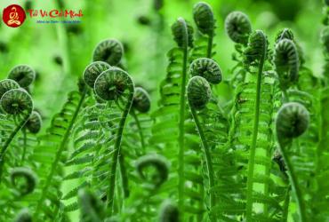 Cây Dương Xỉ: Hướng Dẫn Trồng Và Chăm Sóc Cây Phong Thủy Thanh Lọc Không Khí