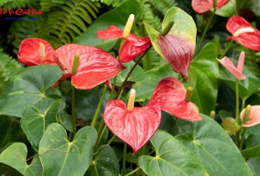 Cây Hồng Môn: Hướng Dẫn Trồng Và Chăm Sóc Cây Phong Thủy Hoa Đỏ