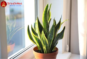 Cây Lưỡi Hổ: Hướng Dẫn Trồng Và Chăm Sóc Cây Phong Thủy Bảo Vệ Gia Đình