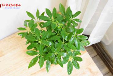 Cây Ngũ Gia Bì: Hướng Dẫn Trồng Và Chăm Sóc Cây Phong Thủy Bảo Vệ Gia Đình