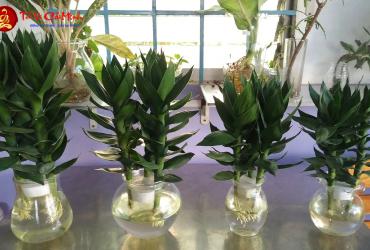 Cây Phát Tài: Hướng Dẫn Trồng Và Chăm Sóc Cây Phong Thủy Thu Hút Tài Lộc