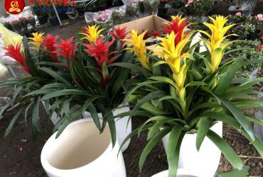 Cây Phong Lộc Hoa: Hướng Dẫn Trồng Và Chăm Sóc Cây Phong Thủy Thu Hút Tài Lộc