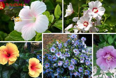 Cây Râm Bụt: Hướng Dẫn Trồng Và Chăm Sóc Cây Phong Thủy Mang Lại Thịnh Vượng