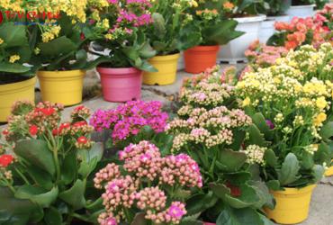 Cây Sống Đời: Hướng Dẫn Trồng Và Chăm Sóc Cây Phong Thủy Trường Sinh