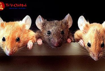 Sinh năm 1960 mệnh gì? Phân tích đầy đủ về Bích Thượng Thổ