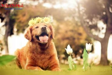 Bí Quyết Chọn Hướng Bàn Làm Việc Mang Tài Lộc Cho Người Sinh Năm 1994