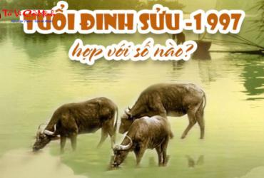 Khám Phá Con Số May Mắn Cho Người Sinh Năm 1997 – Bí Quyết Chọn Sim Hút Tài Lộc!