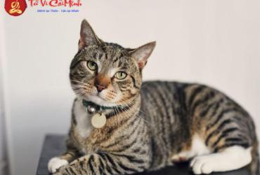 Hướng bàn làm việc cho người sinh năm 1999 (Kỷ Mão) theo phong thủy Bát Trạch