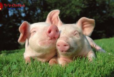 Sinh năm 2007 hợp số mấy? Sim phong thủy cho người sinh năm 2007