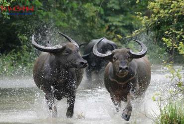 Sinh năm 2033 mua xe màu gì? Bí quyết chọn màu xe hợp phong thủy cho người Tang Đố Mộc