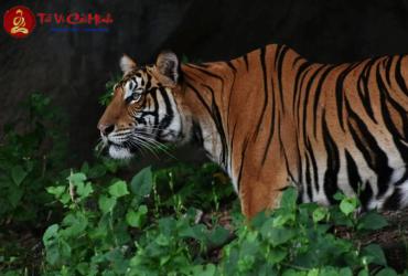 Hướng Bàn Làm Việc Cho Người Sinh Năm 2034 Giúp Sự Nghiệp Phát Triển