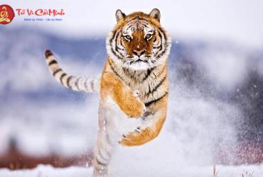 Sinh năm 2034 mua xe màu gì? Gợi ý màu xe hợp phong thủy cho tuổi Giáp Dần