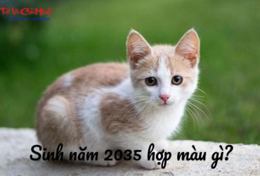 Sinh Năm 2035 Hợp Màu Gì? Chọn Màu Hợp Phong Thủy Để Thu Hút May Mắn