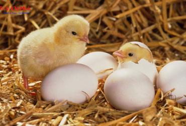 Sinh Năm 2041 Mệnh Gì? Khám Phá Mệnh Thạch Lựu Mộc Và Vận Số Tương Lai