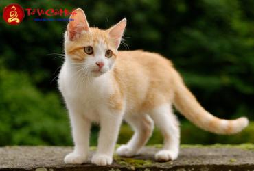 Sinh năm 2047 mệnh gì? Khám phá mệnh Lư Trung Hỏa và ý nghĩa đặc biệt