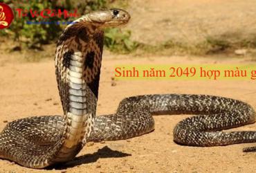 Sinh năm 2049 hợp màu gì? Màu sắc may mắn cho người tuổi Kỷ Tỵ