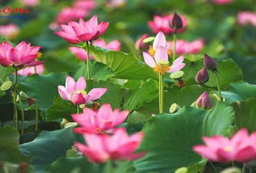 Hoa Sen: Biểu Tượng Thiêng Liêng Và Cây Phong Thủy Mang Lại Bình An