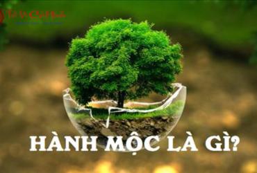Ngũ Hành Mộc Là Gì? Khám Phá Bí Quyết Phong Thủy Cân Bằng Năng Lượng