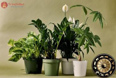 Cây Phong Thủy Theo 12 Con Giáp: Ý Nghĩa Và Cách Bài Trí
