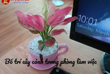Bố Trí Cây Cảnh Trong Phòng Làm Việc: Hướng Dẫn Toàn Diện