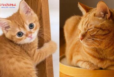 Nuôi Mèo Phong Thủy - Hướng Dẫn Toàn Diện Từ Chuyên Gia