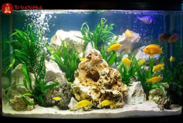 Vị Trí Đặt Bể Cá Hợp Phong Thủy: Cách Bố Trí Để Thu Hút Tài Lộc