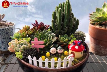 Sen Đá: Hướng Dẫn Trồng Và Chăm Sóc Cây Phong Thủy Dễ Trồng