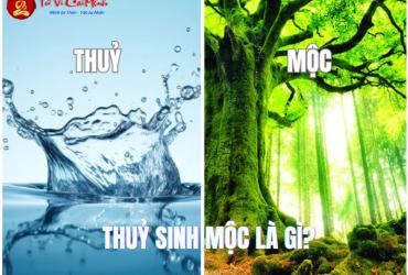 Thủy Sinh Mộc - Nguyên Lý Tương Sinh Căn Bản Trong Phong Thủy