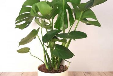 Những loại hoa nào tốt cho phong thủy trong phòng khách