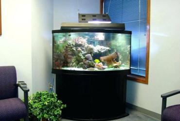 Phong Thủy Khi Đặt Bể Cá Trong Nhà, Vị Trí Và Kiêng Kỵ